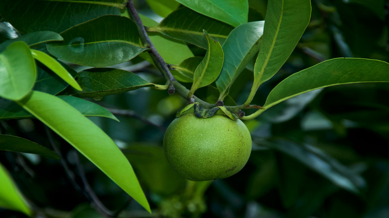 feuilles, fruits et écorce du mancenillier