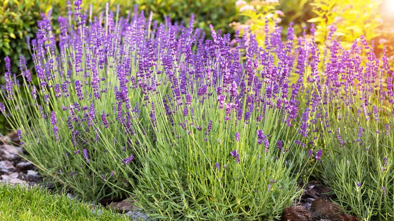 Buissons de lavande dans le jardin