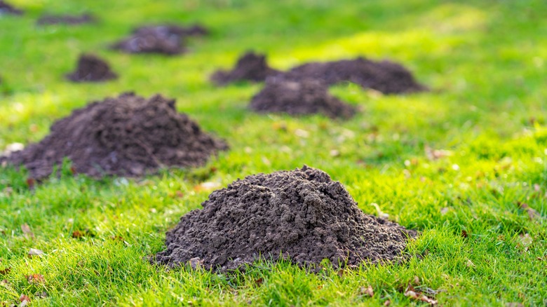 Taupinières dans l'herbe verte