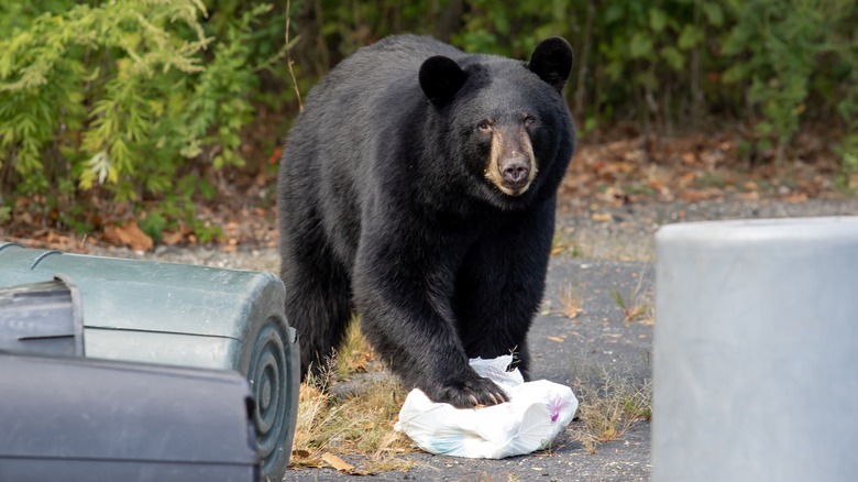 ours noir dans la poubelle