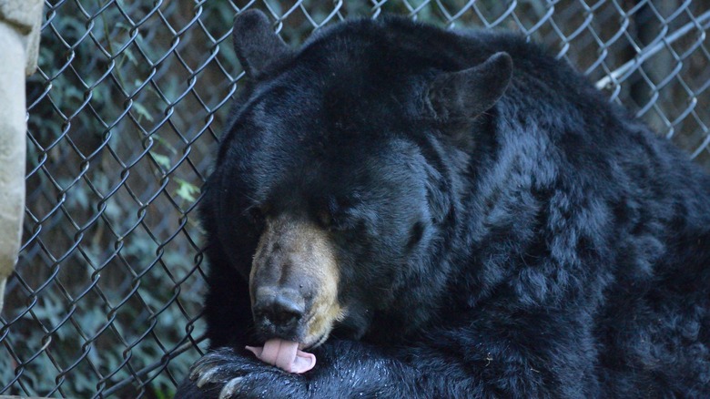 ours noir à côté d'une clôture, léchant la patte