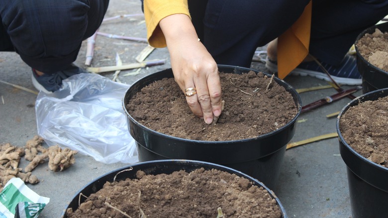 Planter du curcuma à la main dans le sol 