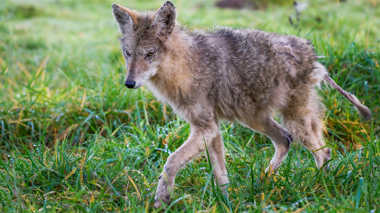 coyote s'éloignant