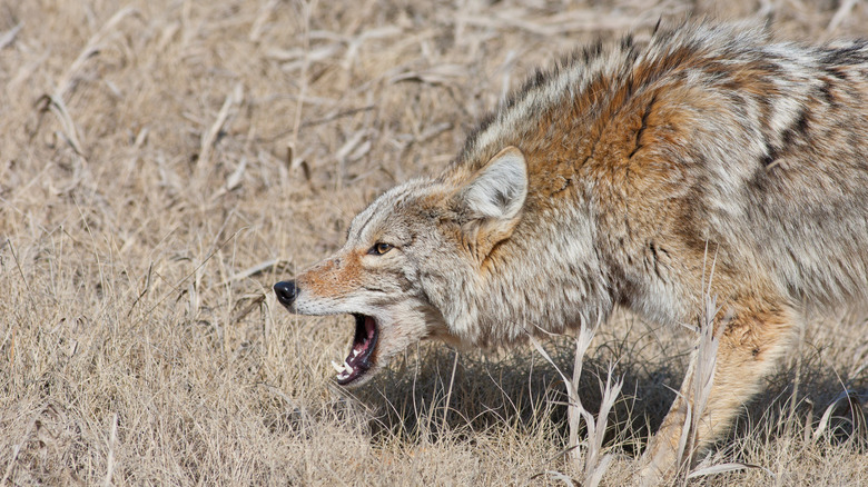 coyote agissant de manière agressive