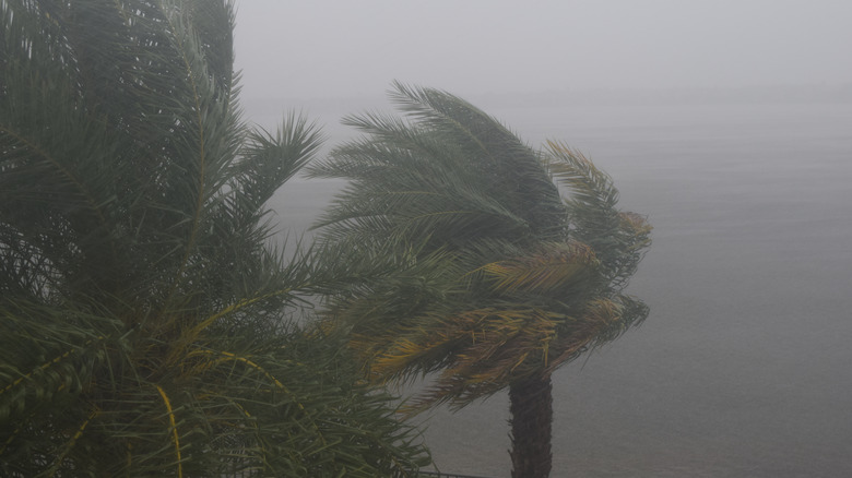 Tempête tropicale sur les palmiers