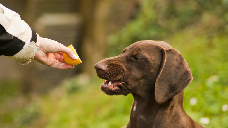 Chien après avoir mangé du citron