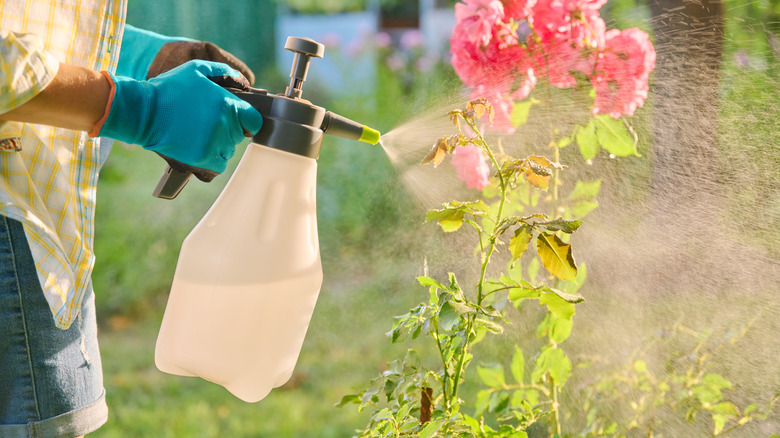 Un jardinier pulvérise des pesticides sur des rosiers