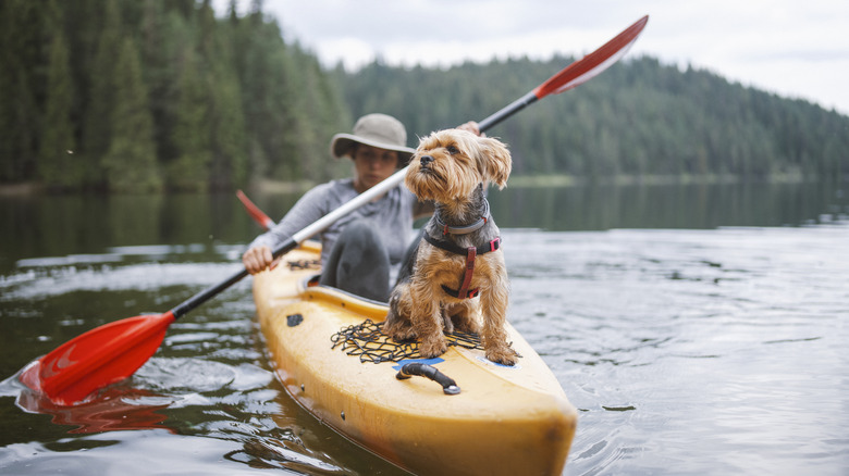 Kayak avec chien et personne