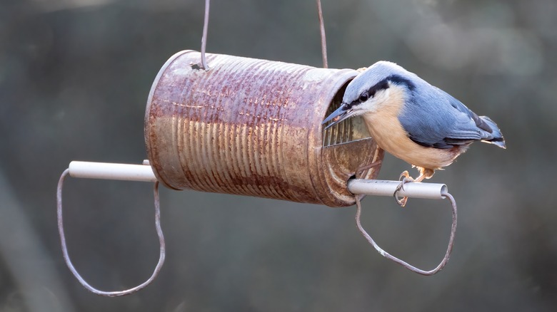 oiseau sur une mangeoire à oiseaux en boîte de conserve