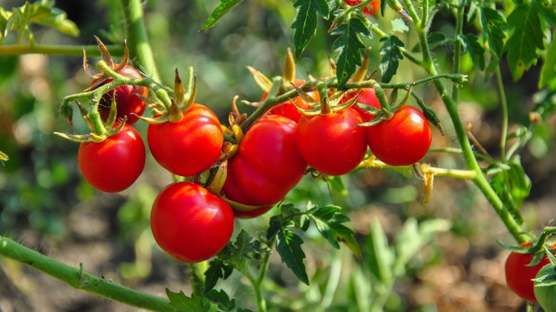 Tomates mûres sur vigne