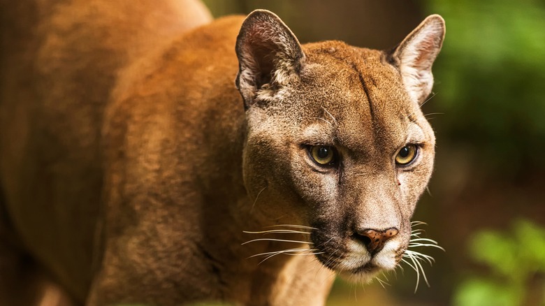 gros plan sur un puma