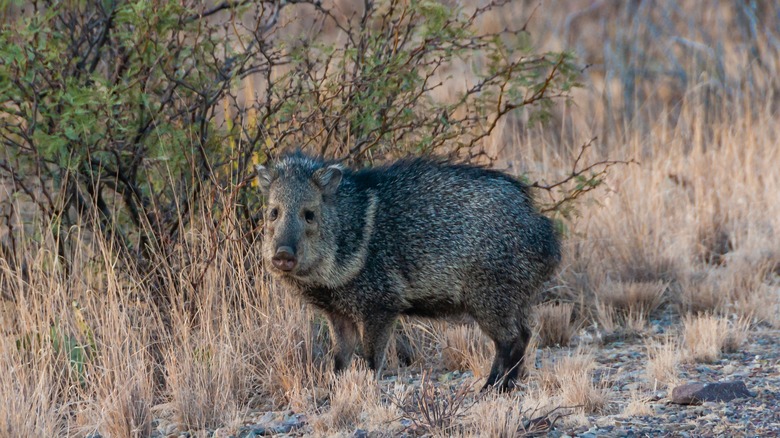 Javelina au grand virage