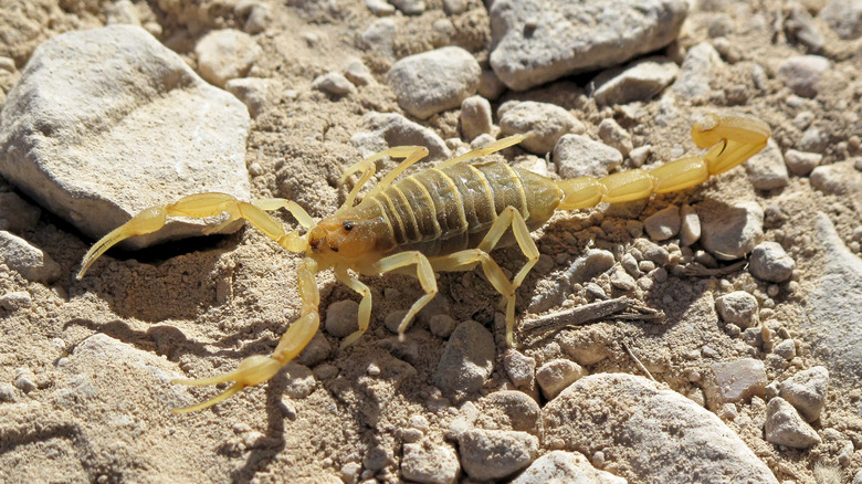 Scorpion sur terre et rochers