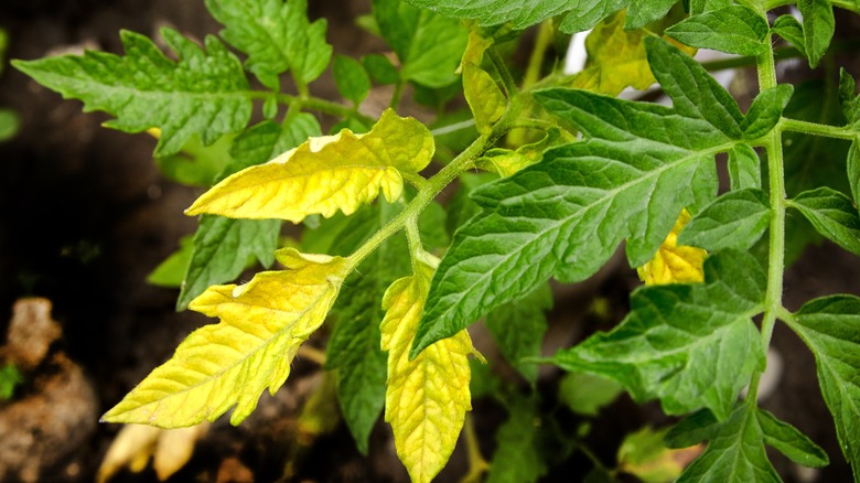 Les feuilles des plants de tomates jaunissent