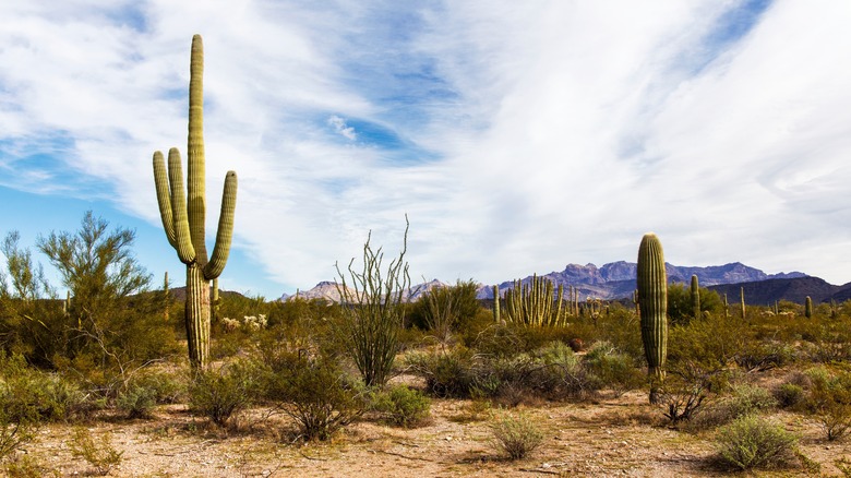 Grands cactus orgues à OPCNM