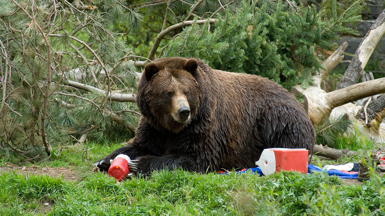 Un grizzly s'introduit dans la nourriture du camp