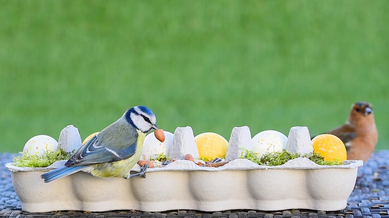 oiseaux mangeant dans une mangeoire à œufs en carton