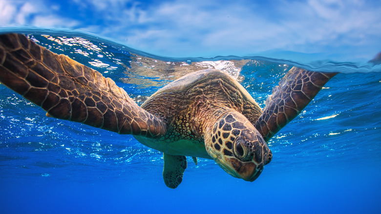 Tortue caouanne plongeant sous l'eau 