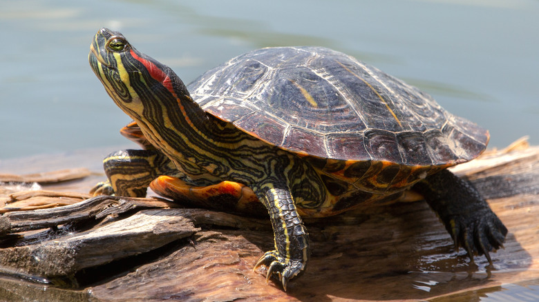 Tortue peinte à oreilles rouges prenant le soleil sur une bûche 