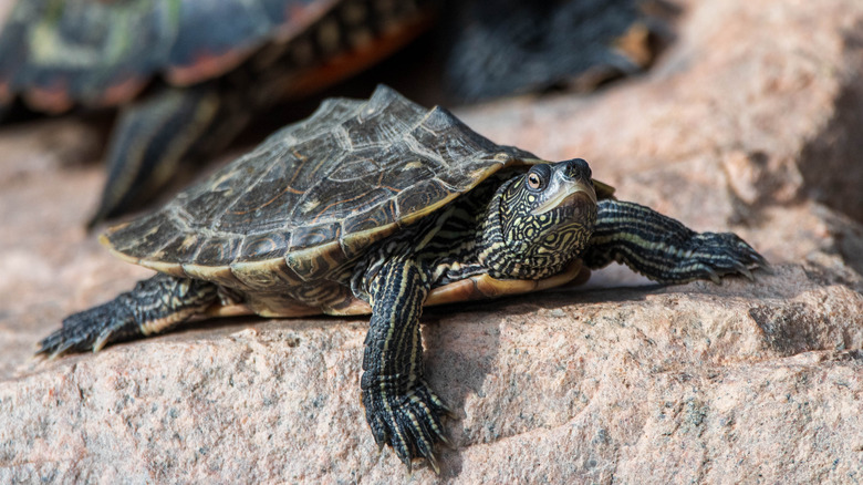 Tortue géographique du Mississippi 