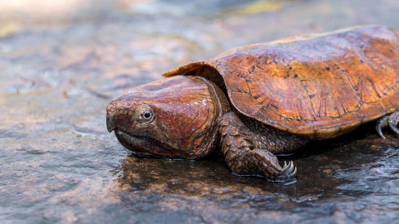 Tortue à grosse tête en voie de disparition 