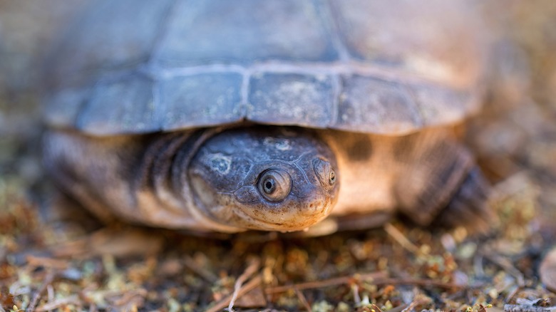 Tortue casquée africaine affichant un sourire de travers