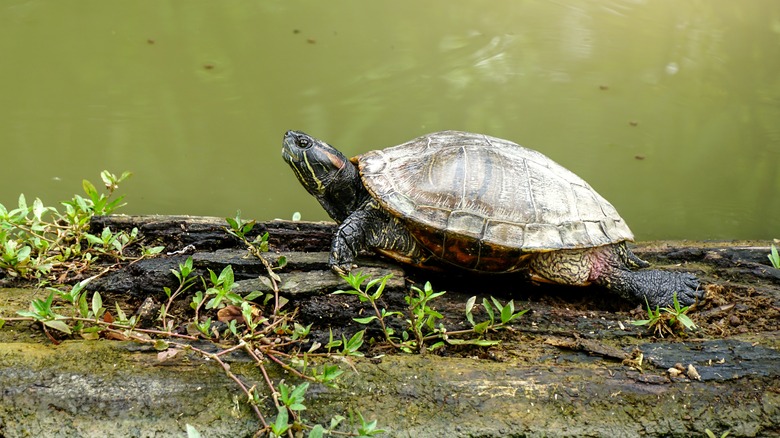 Tortue à bec court sur une bûche 