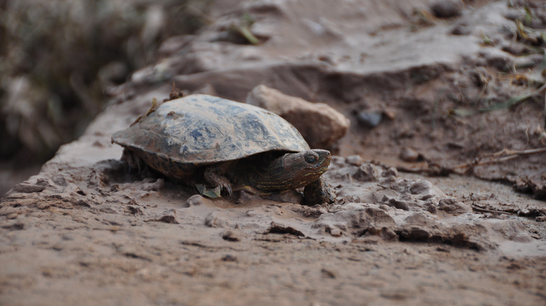 Tortue de boue dans un marécage