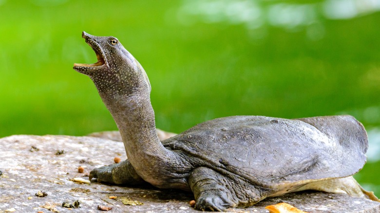 Tortue à carapace molle avec mâchoire ouverte