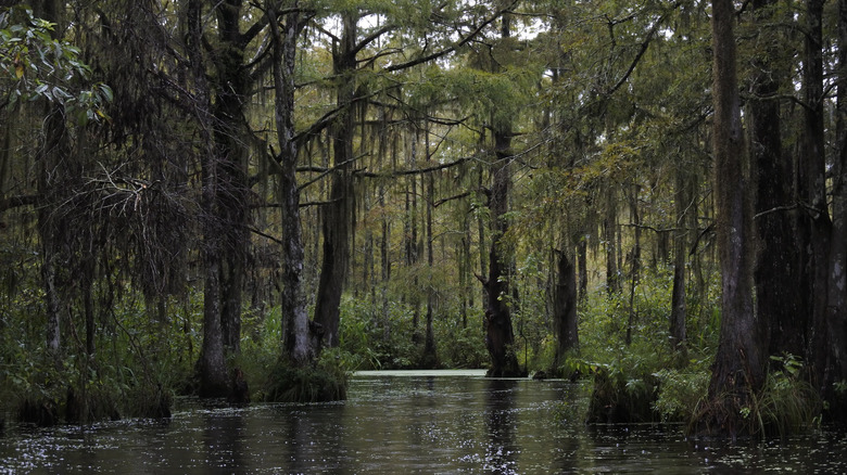 Marais de Louisiane