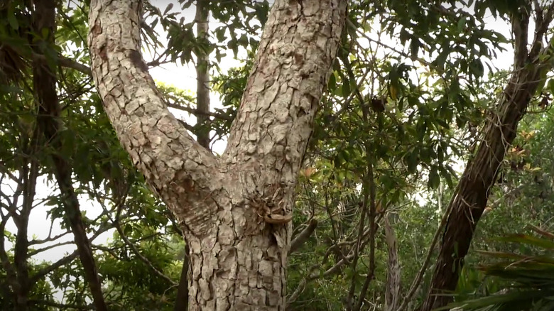 Le Poisonwood noir qui a causé des problèmes dans « Naked and Afraid ».