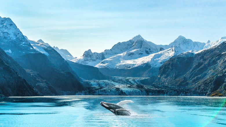 Baleine émergeant de l'eau dans le parc national de Glacier Bay