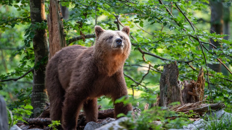 ours reniflant l'air