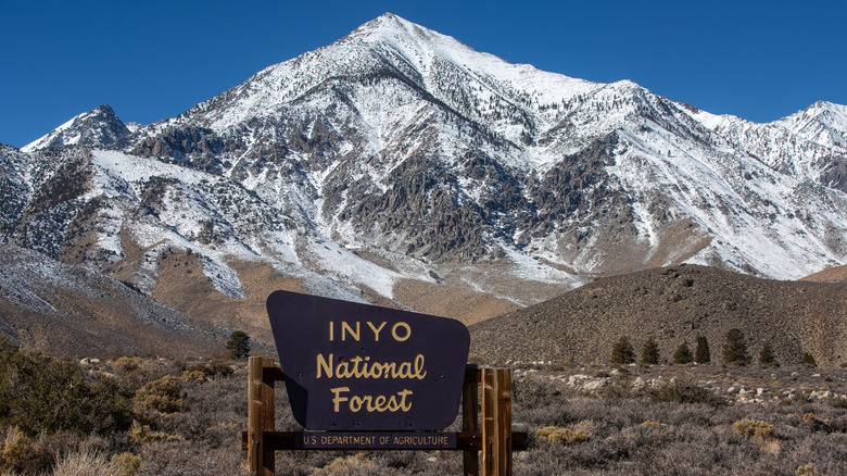 Montagnes enneigées dans la forêt nationale d'Inyo