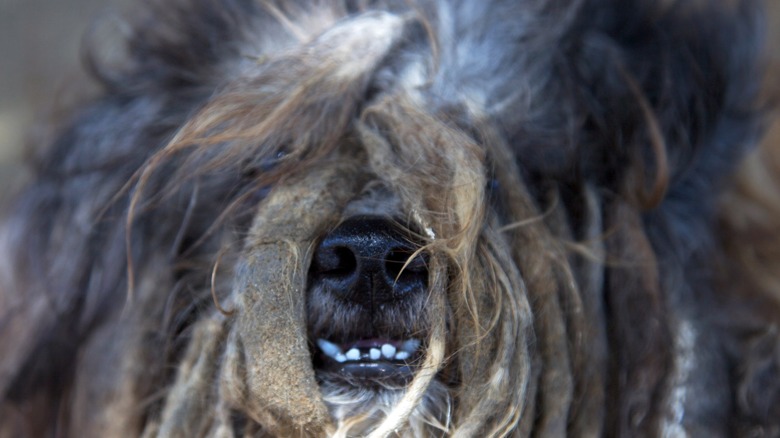 chien sauvage à la fourrure emmêlée 