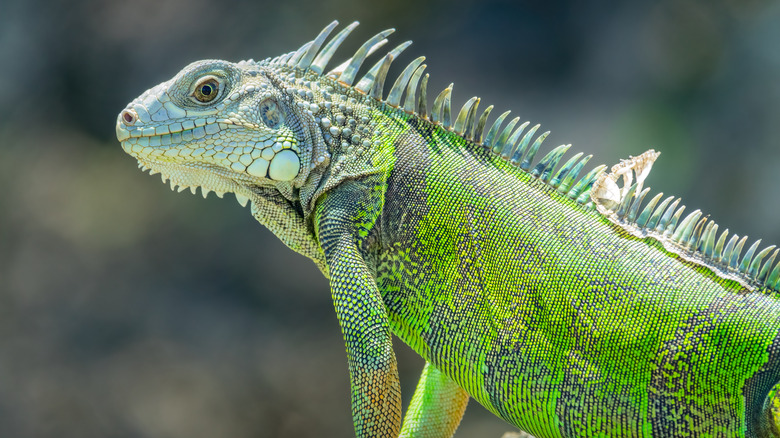 iguane vert à Porto Rico