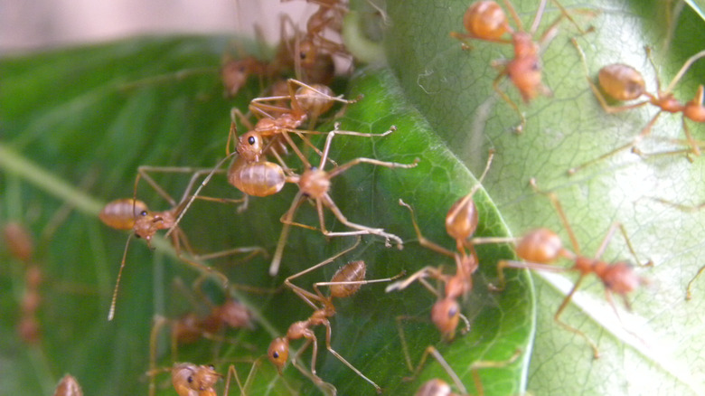 petites fourmis de feu sur les feuilles