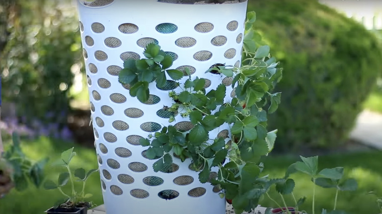 Panier à linge jardinière à fraises