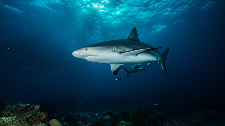 Requin en eau peu profonde