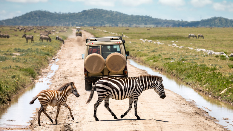 Zèbre et son petit passant devant une camionnette de safari