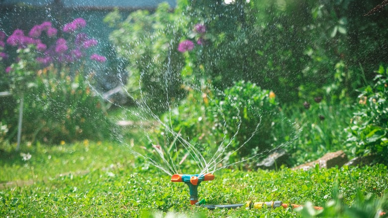 Brumisateur ou arroseur de jardin