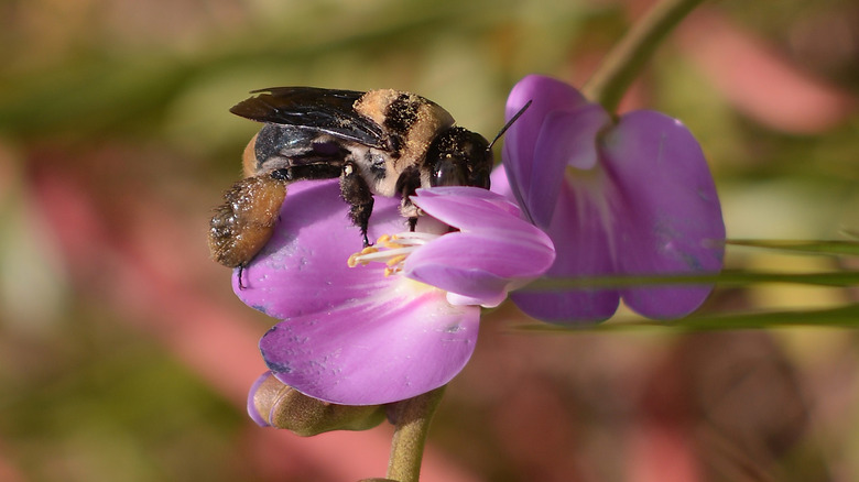 Abeille sur une fleur