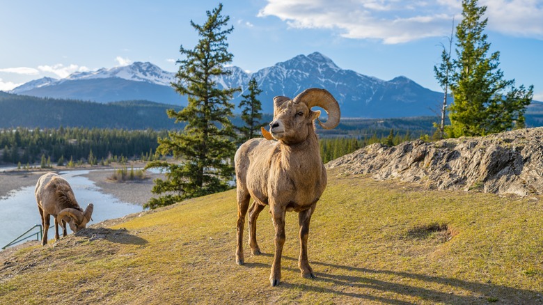 Mouflon d'Amérique dans un champ près de l'eau et des montagnes