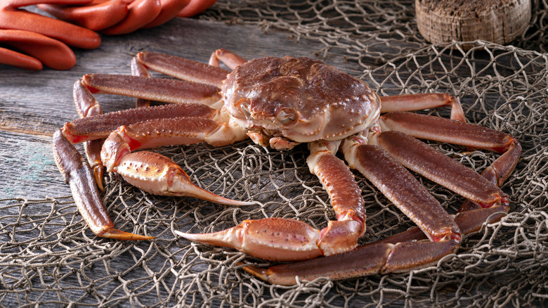 Crabe des neiges sur un filet de pêche