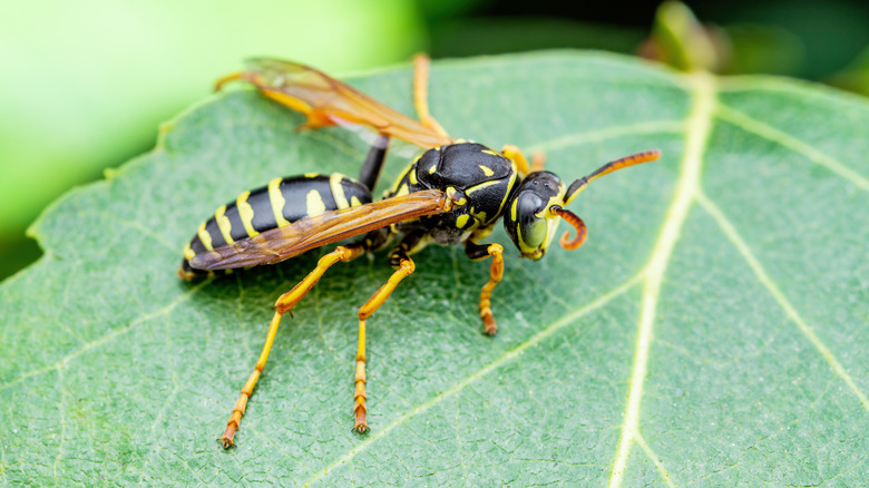 guêpe à veste jaune sur une feuille verte