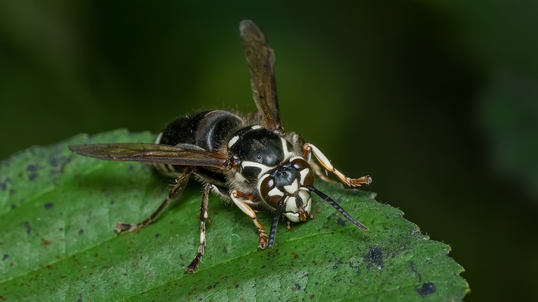 Frelon chauve sur la vie verte