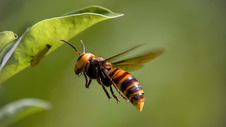 frelon géant asiatique planant à côté d'une feuille