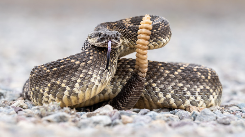 Serpent à sonnette enroulé pour frapper