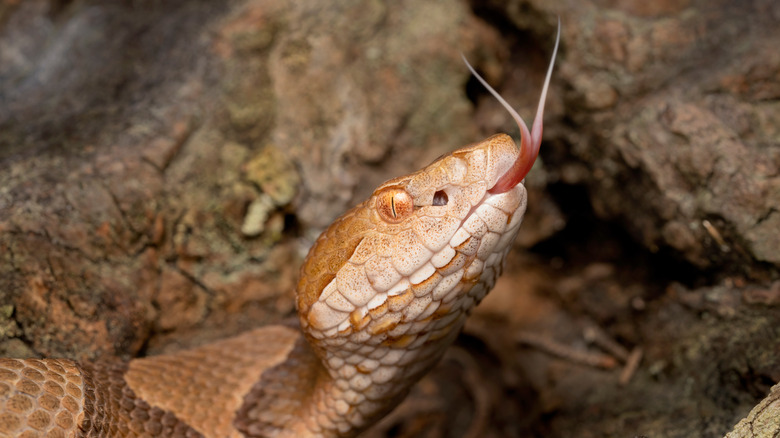 Serpent à tête cuivrée