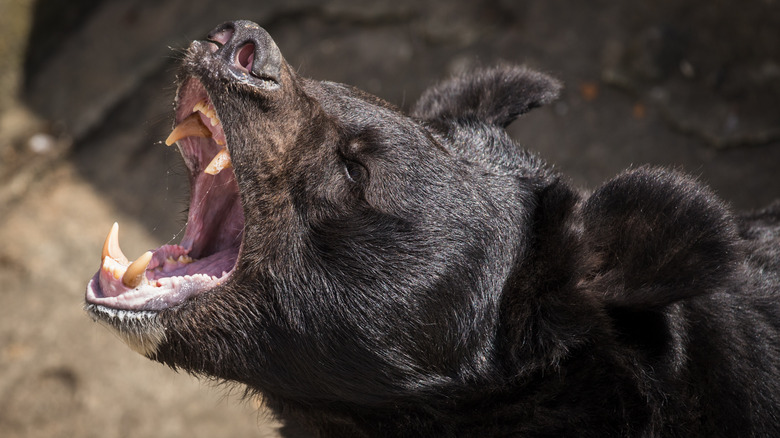 rugissement de l'ours noir